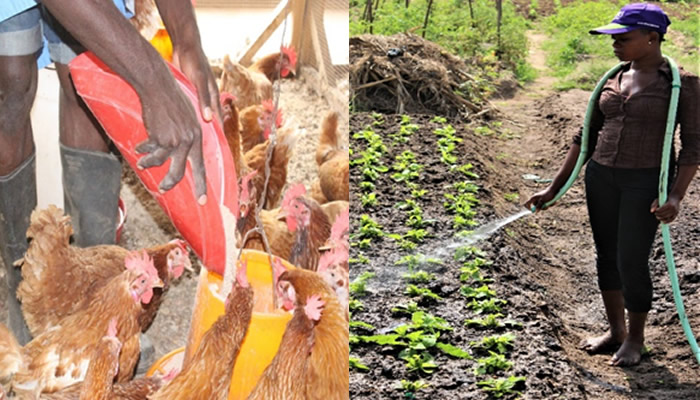 Un symposium de deux jours des Centres d’Excellence Africains spécialisés en production végétale et animale 